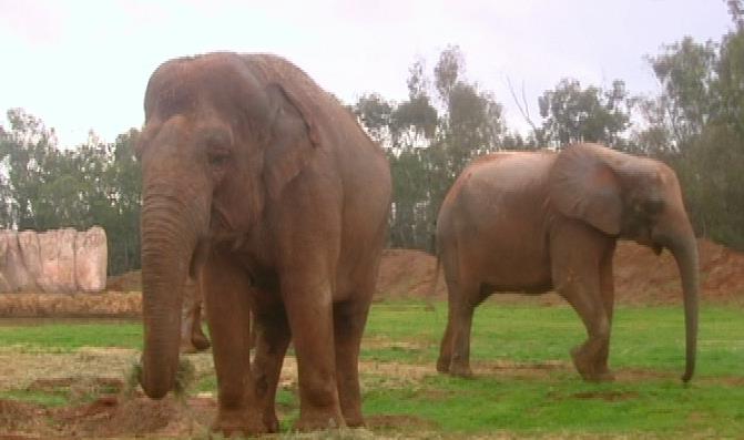 فيل يتسبب في وفاة طفلة بحديقة الحيوانات بالرباط