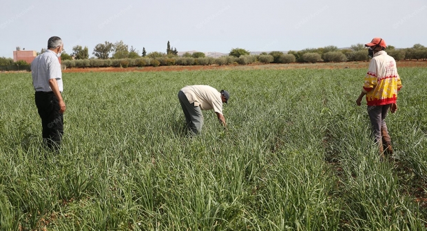 التساقطات المطرية الأولى تنعش آمال الفلاحين