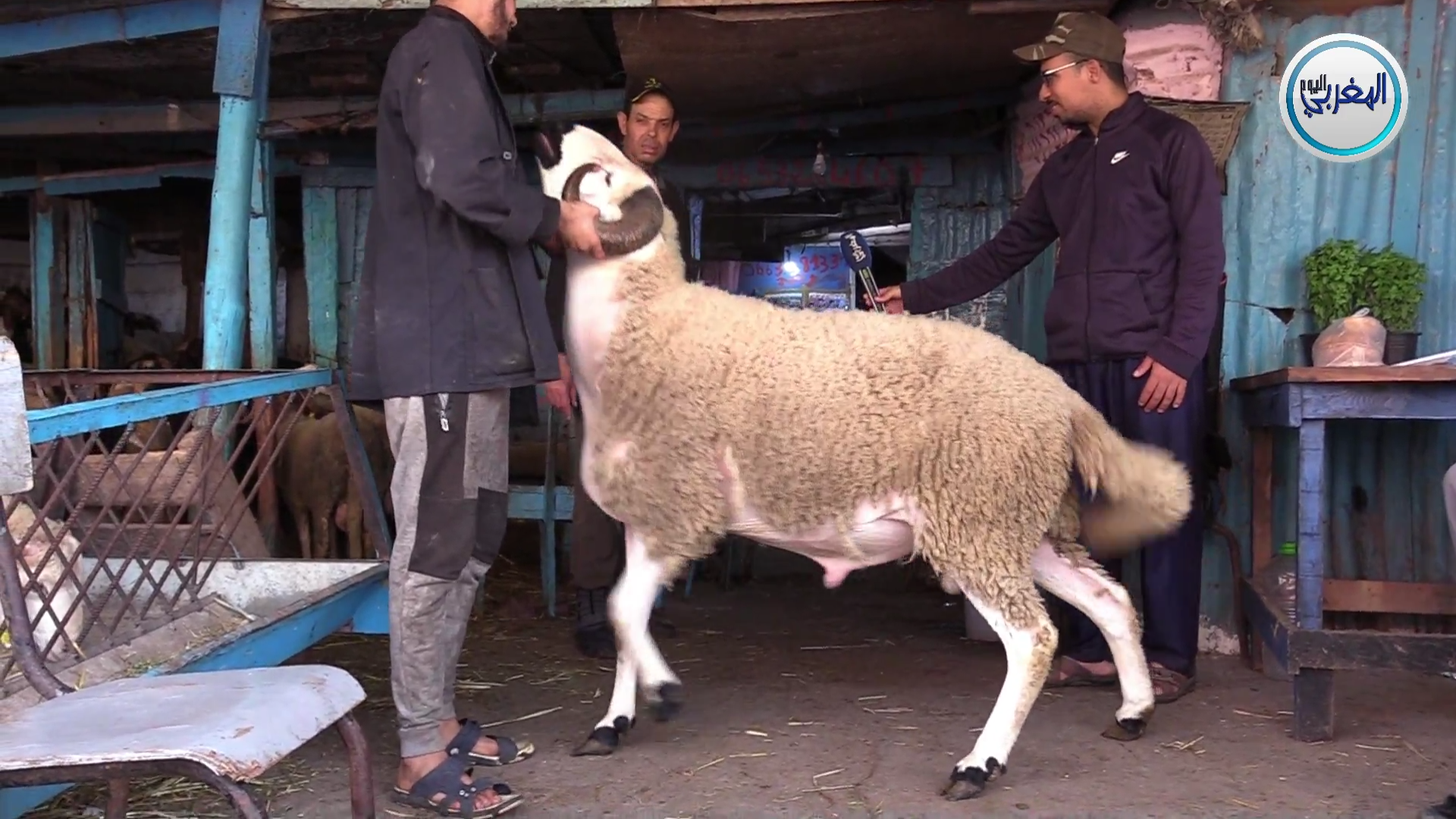 أياما قبل عيد الأضحى… “حولي الصردي” يسرق الأضواء في السوق المغربية