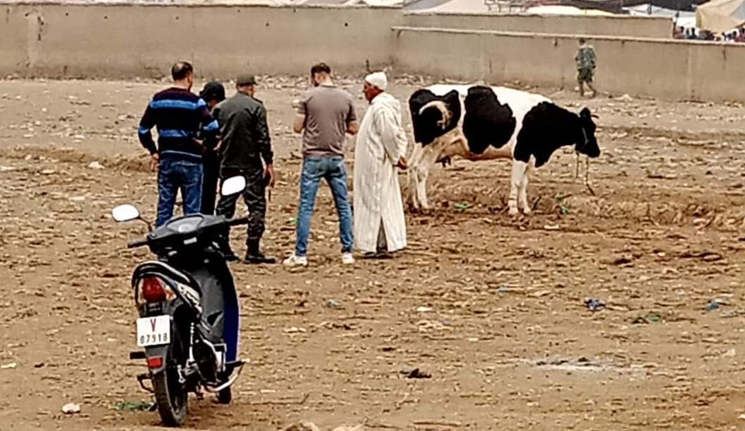 الخميسات.. بقرة بالسوق الأسبوعي تستنفر السلطات المحلية